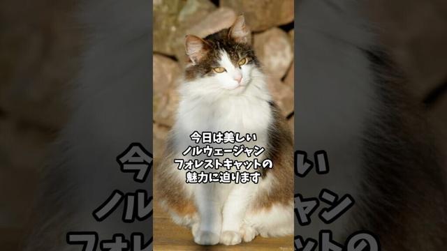 ノルウェージャンフォレストキャットの魅力と基本 #猫のいる暮らし