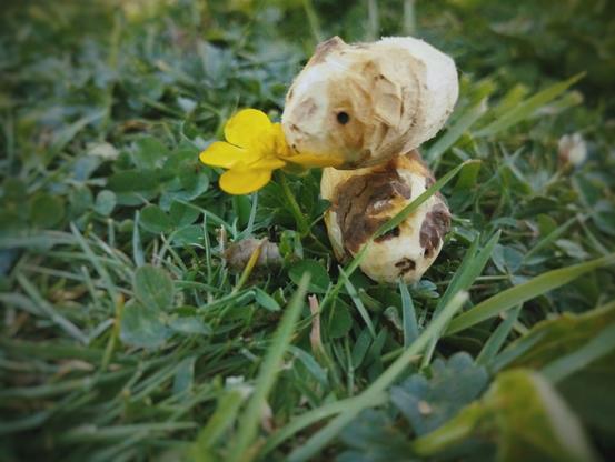 Deux cochons d'inde en bois. Le plus clair est posé sur le deuxième pour manger un bouton d'or