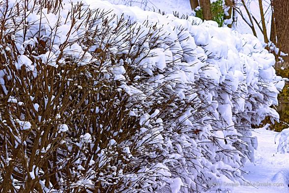 A line of bushes caked in fresh snow with blue and violet shadows along the ground as the sun sets behind the hedgerow to the left, casting shadows.