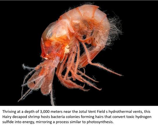 photo - underwater - Thriving at a depth of 3,000 meters near the Jotul Vent Field s hydrothermal vents, this Hairy decapod shrimp hosts bacteria colonies forming hairs that convert toxic hydrogen sulfide into energy, mirroring a process similar to photosynthesis.