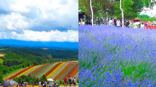 The flower and lavender fields of Hokkaido Japan - Shikisai no Oka & Farm Tomita