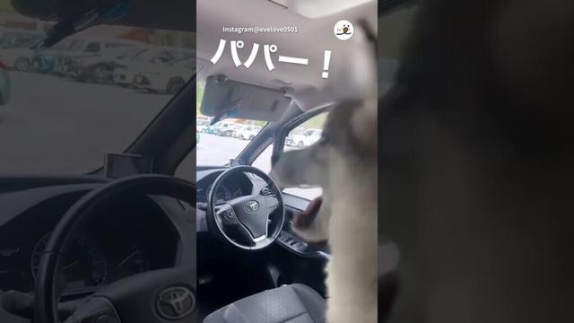 心配性なハスキーさん｜PECO #ハスキー #シベリアンハスキー #大型犬 #愛犬家 #ハスキー大好き #husky #siberianhusky #dog #doglover #huskylove