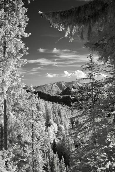 Black and white, infrared photography: In the distance, mountains roll into the sky that has some cotton candy clouds across it. In the foreground, fir trees frame the image.