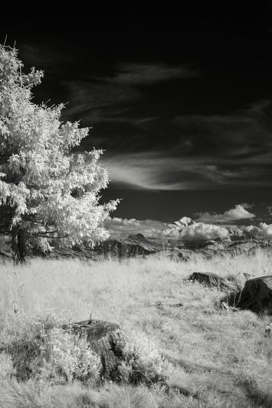 Black and white, infrared photography: A fir tree on the left and the Mont Blanc mountain range in the far distance, the sky almost black, some tree stumps in white grass at the bottom of the frame.