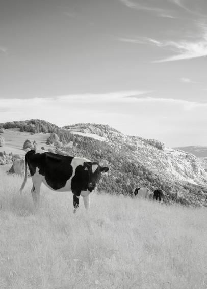 Black and white, infrared photography: rolling hills with grass and low trees, a black and white cow looks towards the camera in the front of the image.