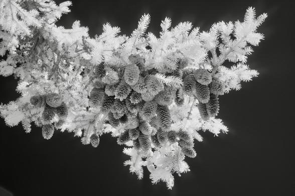 Black and white, infrared photography: fir cones on a tree branch photographed against the black sky