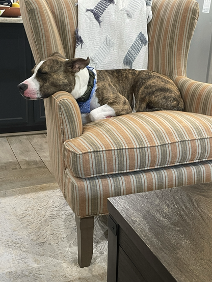 Brindle and white pitbull sleeping on a green and peach striped chair. The dog is resting his chin on the arm of the chair. He is wearing a blue bandana and a dark green collar.