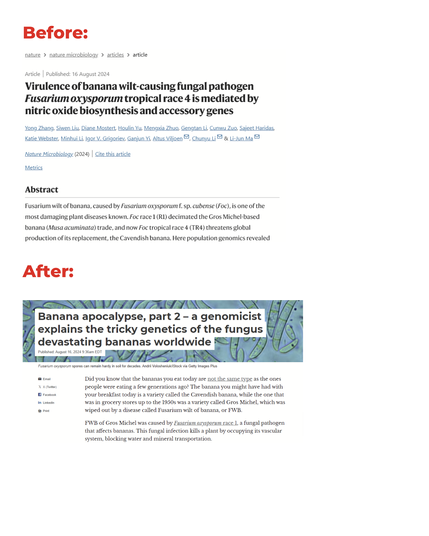 Before with journal headline: 
Virulence of banana wilt-causing fungal pathogen Fusarium oxysporum tropical race 4 is mediated by nitric oxide biosynthesis and accessory genes

After with The Conversation's headline: Banana apocalypse, part 2 – a genomicist explains the tricky genetics of the fungus devastating bananas worldwide