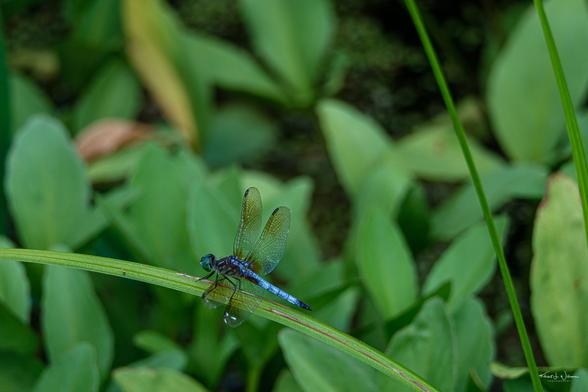 Blue Dasher (Pachydiplax longipennis)