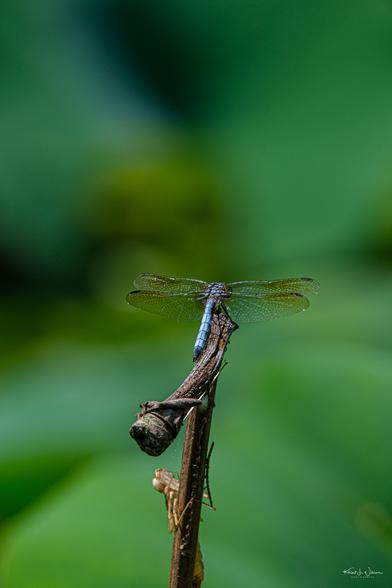 Blue Dasher (Pachydiplax longipennis)