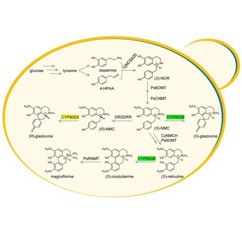 Diagram of yeast, illustrating the biosynthetic pathways for the two types of aporphine alkaloids in budding yeast (Saccharomyces cerevisiae) for the de novo production of compounds such as (R)-glaziovine, (S)-glaziovine, and magnoflorine.