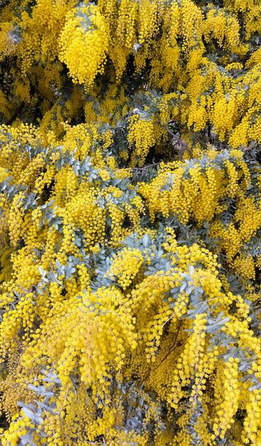 Yellow wattle fills the frame, broken up with threads of blue green leaves