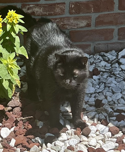 Black cat looking fierce in a garden
