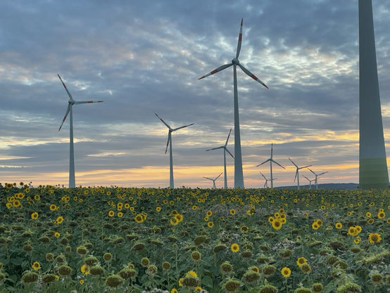 Sunflower field with wind turbines at sundown