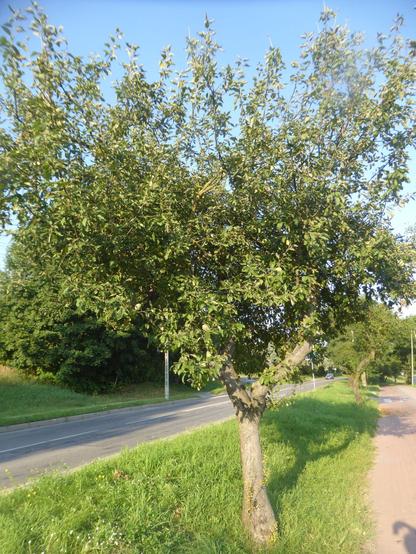 An apple tree on the main street just out of the Suwałki train station, which produced huge apples this year (mostly remaining on the higher branches or on the ground, hard to see in this picture).