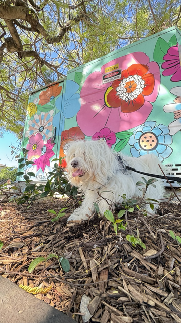 Rocky stands in front of a colourfully painted metal container under a shady tree on a sunny warm day. He is walking to support guide dogs during Pawgust 🐶🌼
