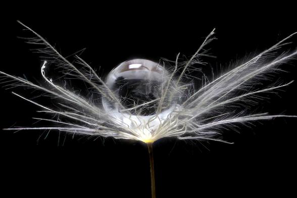 4x Macro Dandelion Seed Pod Pappus with Water Droplet Lite with White LED Panel Light