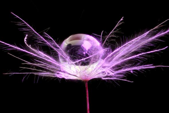 4x Macro Dandelion Seed Pod Pappus with Water Droplet Lite with Purple LED Panel Light