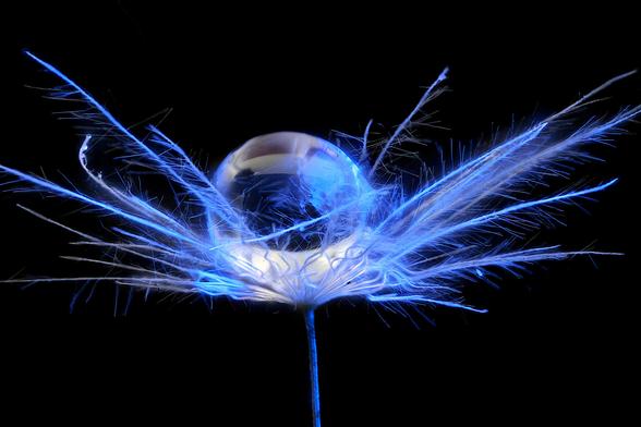 4x Macro Dandelion Seed Pod Pappus with Water Droplet Lite with Blue LED Panel Light