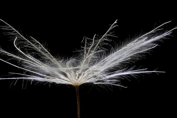 4x Macro Dandelion Seed Pod Pappus Lite with White LED Panel Light
