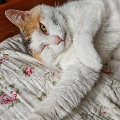 Lilas, une chatte tricolore, couchée au pied du lit, une patte étendue, un œil ouvert