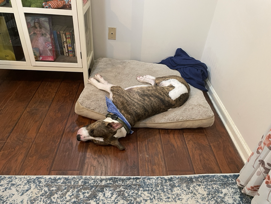 White and brindle pitbull dog laying on his side in n a large dog bed with his head hanging off. The bed is off white and it is in a corner with white walls, brown floors, and a book case to the left.