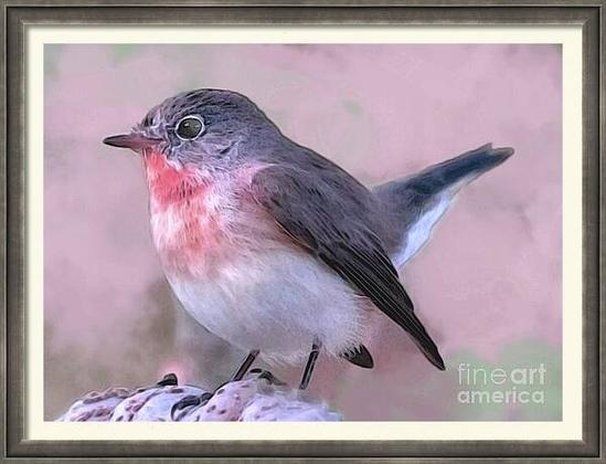 A small bird with a reddish chest and dark wings perches on a branch against a soft, blurred background. The bird's detailed feathers and round, alert eye create a sense of lifelikeness and delicate beauty.
A lovely Red-breasted Flycatcher (Ficedula parva) courtesy of my Indian friend Kartik, digitally enhanced.