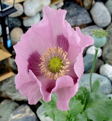 Pinkish purple poppy, growing out of stack of rocks in garden.