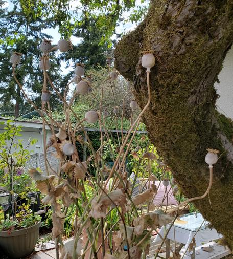 Many poppy seed heads, drying out in the garden. Beside mossy crabapple tree.
