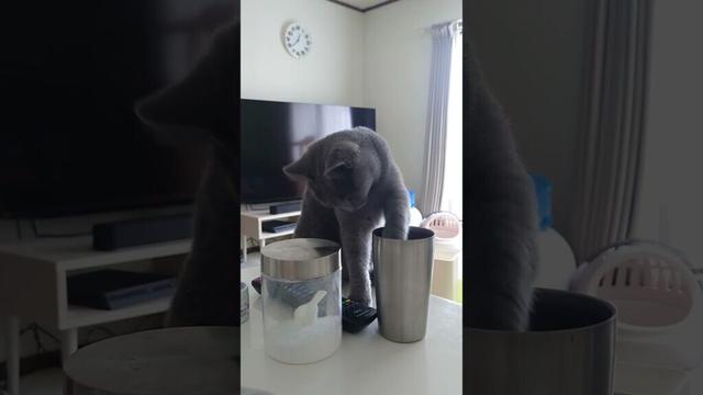 【猫動画】コップで水を飲もうとする猫 #shorts #猫 #ネコ #シャルトリュー  #cat  #ねこ #子猫
