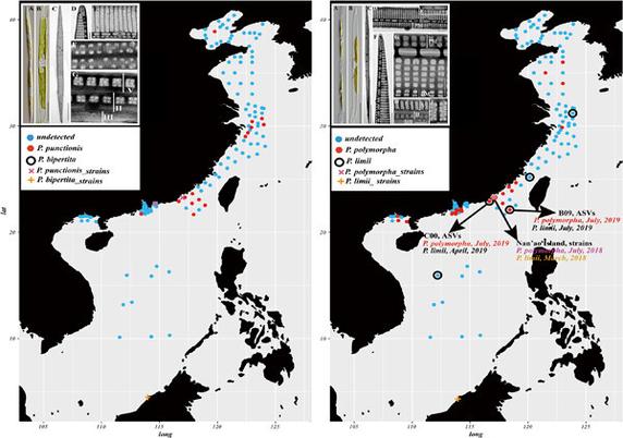 Analysis of morphology and biogeographical distribution of two new Pseudo-nitzschia species and their related species, helping to define the group.