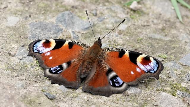 A peacock butterfly sunning itself on a path, with its bright red decorated wings (with "eyes" at edge) wide. Has extremely furry red body.