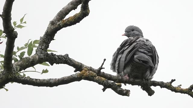 A stock dove facing away and to the left on a branch against a white sky. It is preening, with its furry butt almost looking like a grey rose flower.