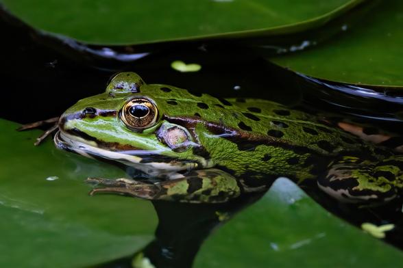 Ein Frosch zwischen Seerosenblättern