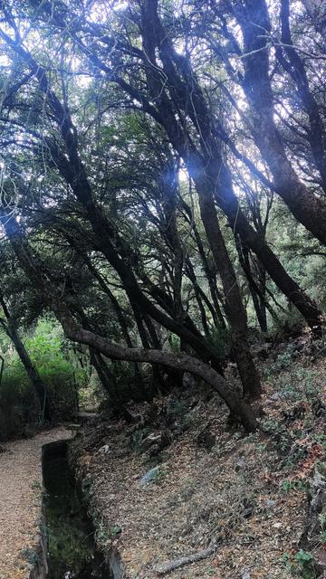 Árboles torcidos sobre la acequia del Fardes.