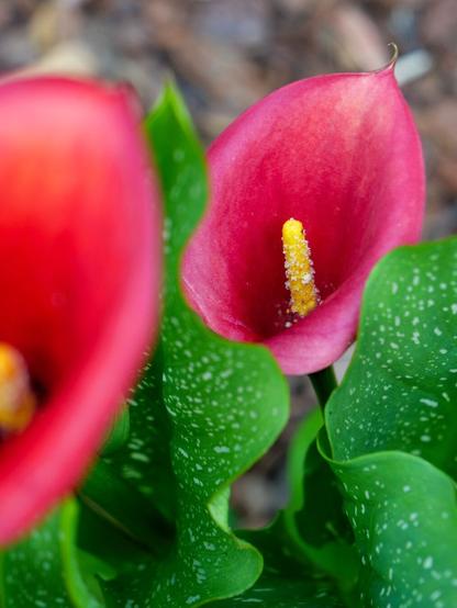 Das Bild zeigt zwei Blüten einer roten Calla. Eine im Vordergrund angeschnitten links und eine im Hintergrund zwischen zwei grünen Blättern.