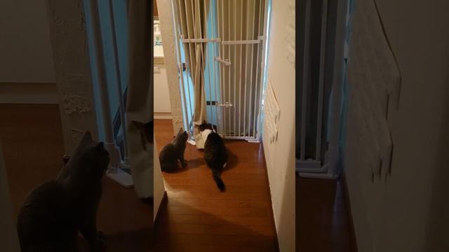 【猫動画】後輩猫に扉の開け方を教えようとする猫 #shorts #猫 #ネコ #シャルトリュー  #cat  #ねこ #子猫