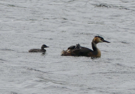 Greater crested grebe with one baby on its back and another swimming along behind.