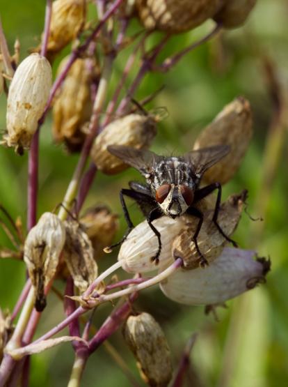 Close-up of a fly sitting on blossoms