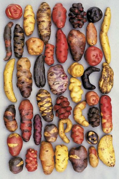 About 50 varieties of Peruvian potatoe arranged in a grid on a grey surface. The colors are a variety of yellow, red, purple, orange, brown and mixed. With some smooth, some knobbly...
