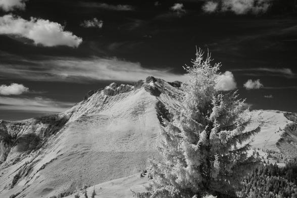 Black and white, infrared photography: a mountain against an almost black sky dotted with clouds. The mountain side is grassy but in infrared looks like snow is lying on it. A fir tree in the front right frames it.