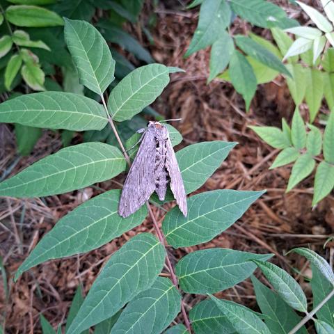 a huge gray moth sitting on green leaves of a plant; it's so big it needs 2 leaves of a tree of heaven.

from head to abdomen(insect butt) about 5-6 cm

it's huge!