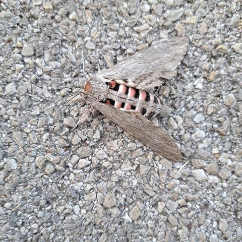 gray moth on concrete; white, red and black stripes on the abdomen.

looks like a bald spot near the head ..