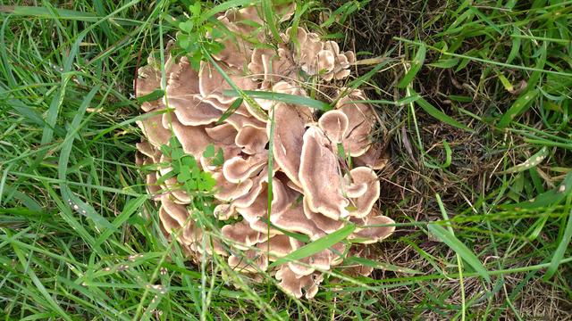 A light brown and white mushroom with curvy fan-like edges tinged with white. The mushroom is surrounded by grass and wood sorrel.