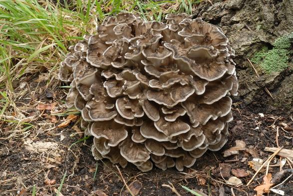 Image of a light brown mushroom with scalloped layers and white edges. The mushroom is in an area with grass and a moss covered tree stump.