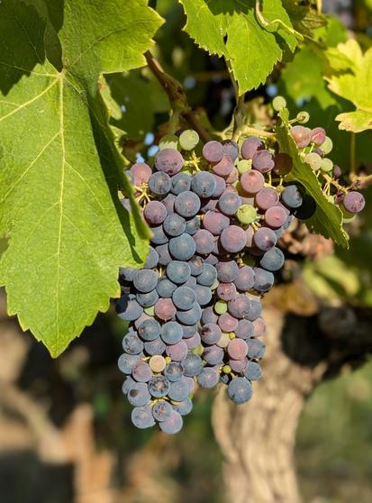 Grape cluster with berries at various stages of colour change. There is a green leaf to the left of the cluster. The rest of the photo is blurred from using portrait mode, but a vine trunk is visible in the background