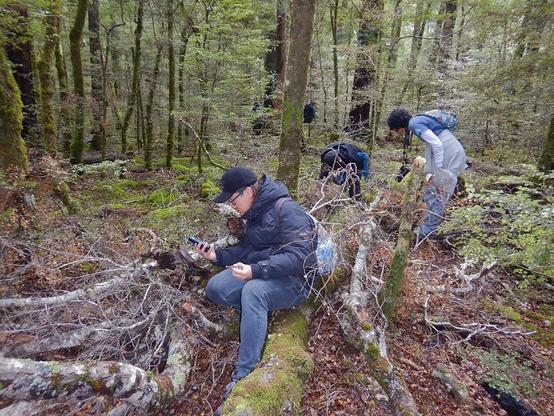 A photo of students in a NZ beech forest, exploring looking for interesting species with their phones and iNaturalist app.

Full-res photo at Flickr at https://www.flickr.com/photos/mollivan_jon/53932546176/