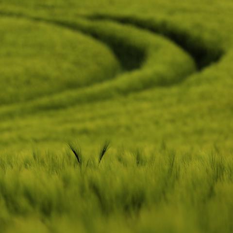 wheat field with heavy machine tracks