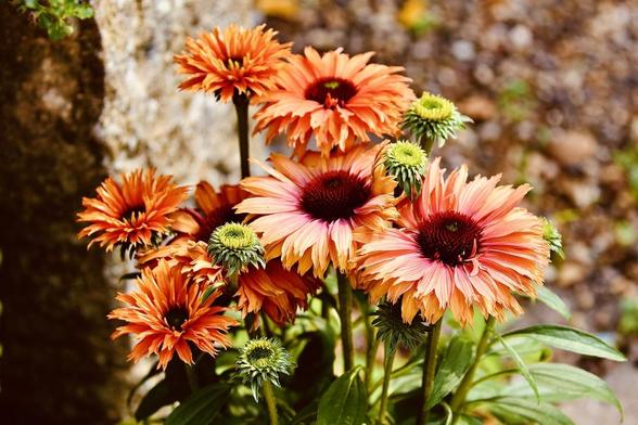 This is a group of Coneflowers.
Red, Yellow, Green 
Just lovely