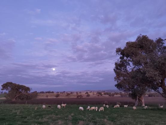 Super moon rising through wispy clouds above a small mob of sheep grazing in a green paddock near large gum trees. Low hills in the background are studded with trees.